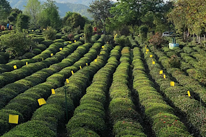 Tea-Picking-Experience-in-Huangshan Tea-Picking-Experience-in-Huangshan
